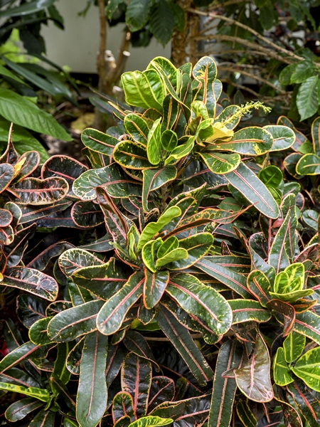 Croton (Codiaeum variegatum pictum )